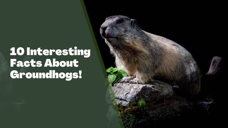 10 interesting facts about groundhogs