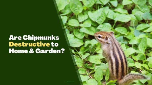 Are Chipmunks Destructive to Home & Garden? [Explained] - Rodents Info