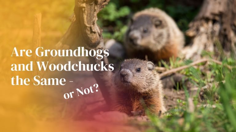 Are Groundhogs and Woodchucks the Same or Not