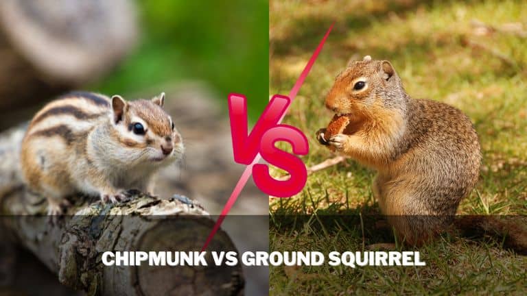 Chipmunk Vs Ground Squirrel