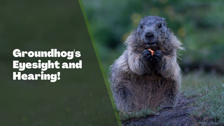 Do Groundhogs Have Good Eyesight and Hearing?