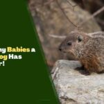 Find Out How Many Babies Does a Groundhog Have in a Litter