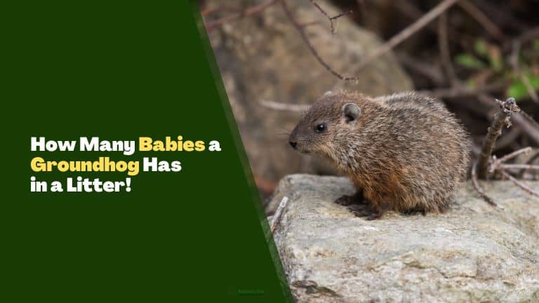 Find Out How Many Babies Does a Groundhog Have in a Litter