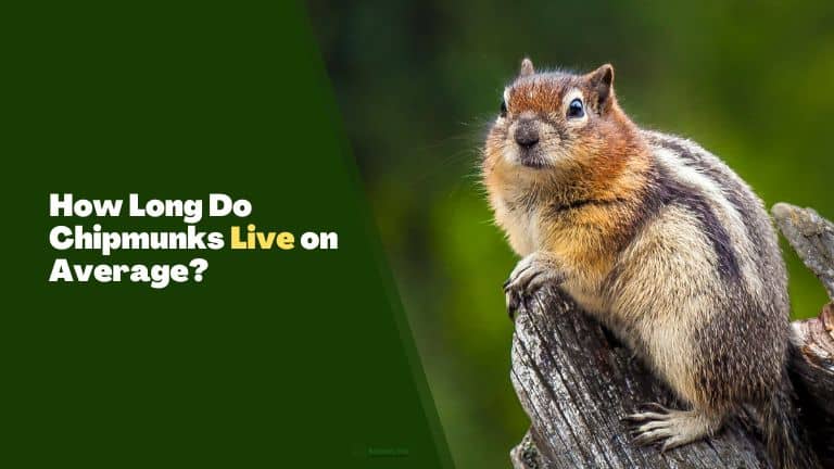 How Long Do Chipmunks Live on Average?