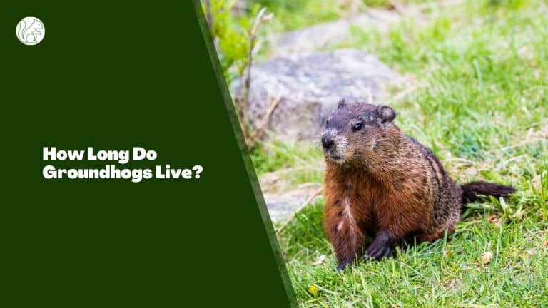 How Long Do Groundhogs Live?