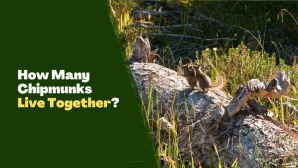 How Many Chipmunks Live Together! [Explained] - Rodents Info