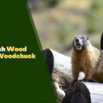 How Much Wood Could a Woodchuck Chuck?