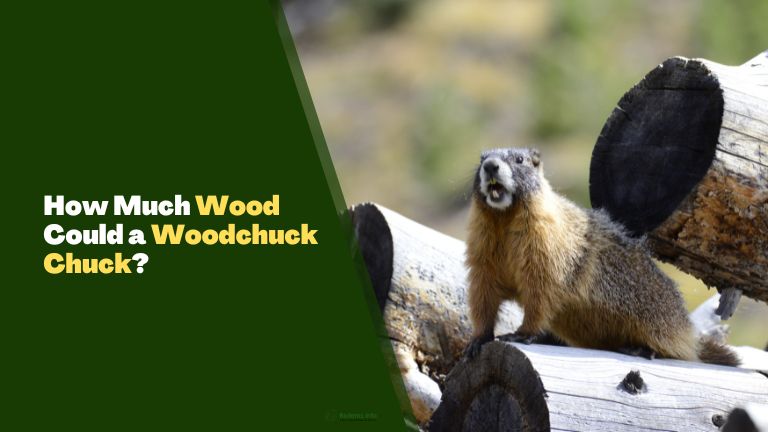 How Much Wood Could a Woodchuck Chuck? 