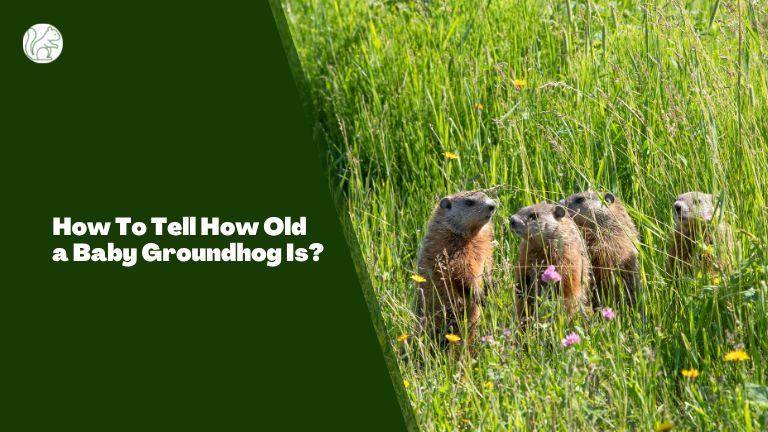 How To Tell How Old a Baby Groundhog Is?