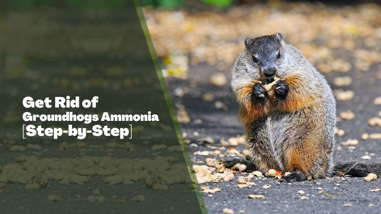 How to Get Rid of Groundhogs Ammonia