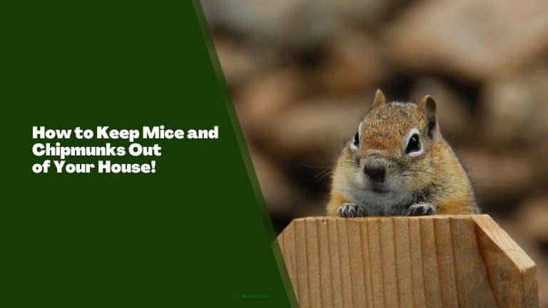 How to Keep Mice and Chipmunks Out of Your House