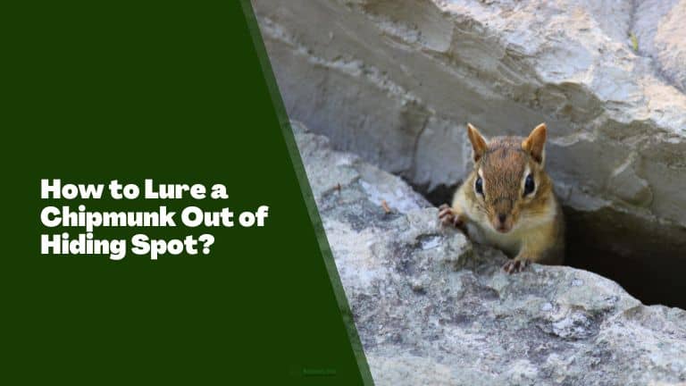 How to Lure a Chipmunk Out of Hiding Spot