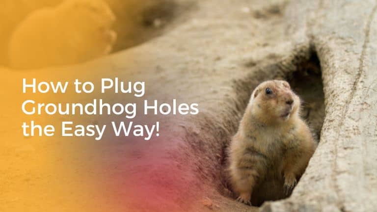 How to Plug Groundhog Holes the Easy Way!