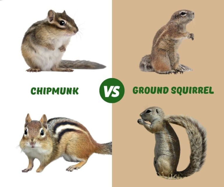 Chipmunk Vs Ground Squirrel Identification Guide! - Rodents Info