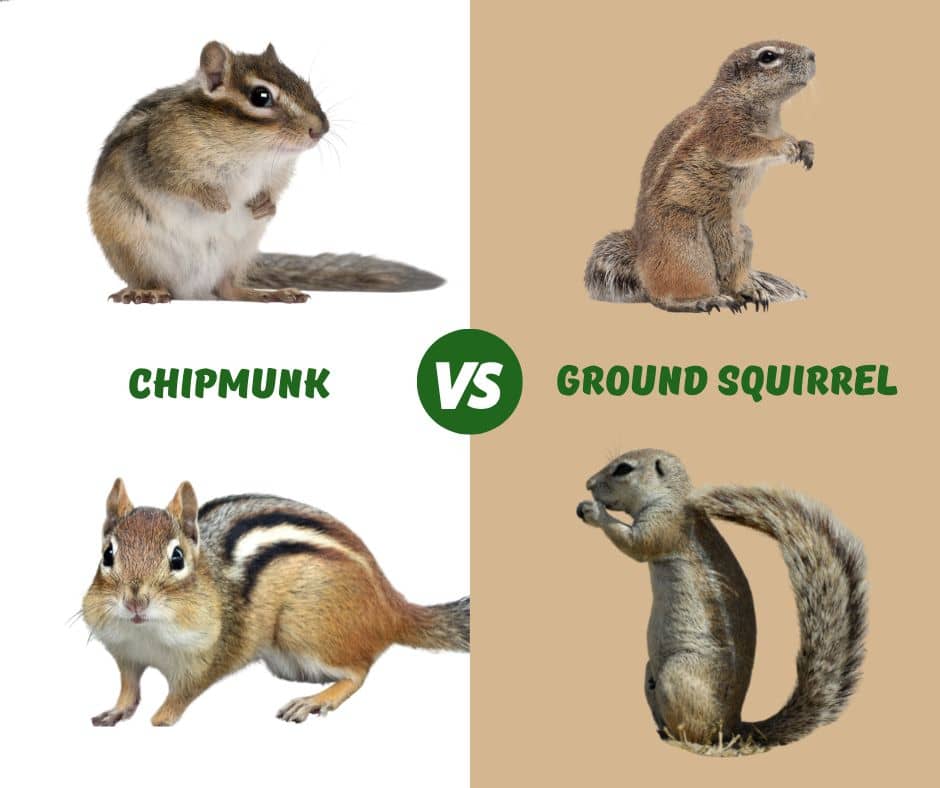 Image comparison of Chipmunk and Ground Squirrel