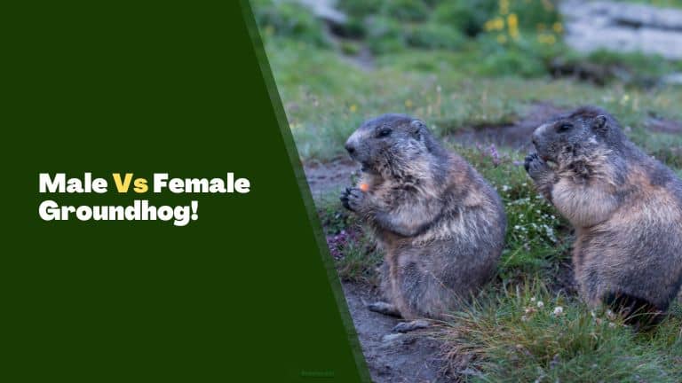 Male Vs Female Groundhog!