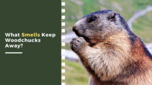 7 Types of Smells Do Groundhogs Hate and Keep Away? - Rodents Info