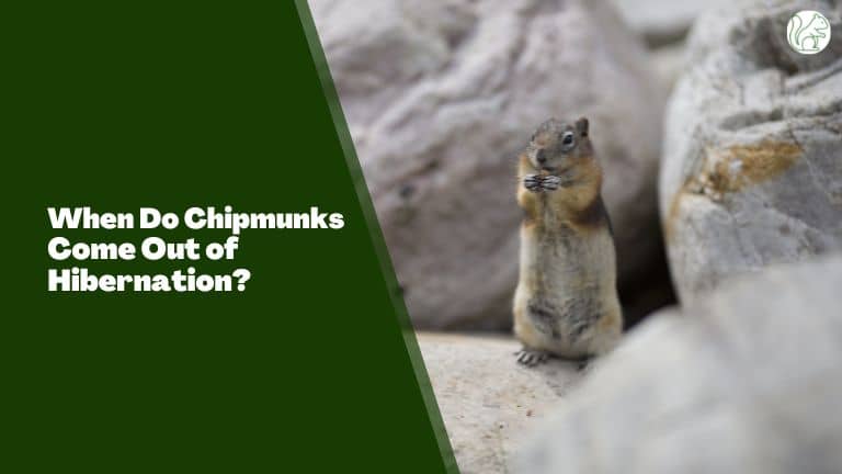 When Do Chipmunks Come Out of Hibernation?
