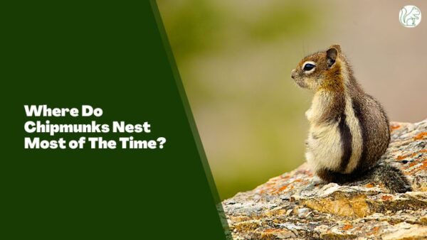 Where Do Chipmunks Nest Most of The Time? - Rodents Info