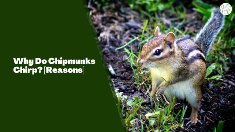 Why Do Chipmunks Chirp? [Reasons]