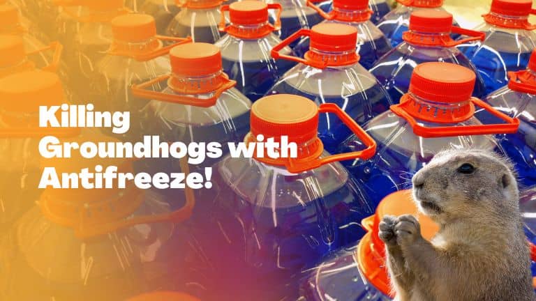 killing groundhogs with antifreeze 
