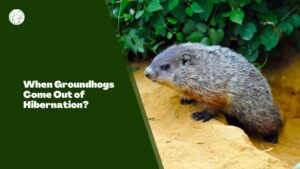 Groundhogs Hibernation Facts [When, Where, How Long] - Rodents Info