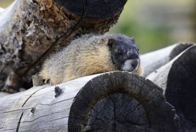 wood could Woodchuck Chuck