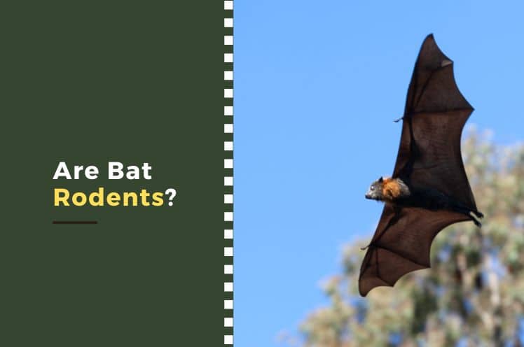 Are Bat Rodents?