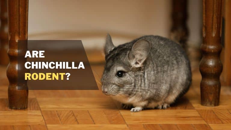 Are Chinchilla Rodents?