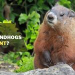 Are Groundhogs Rodents