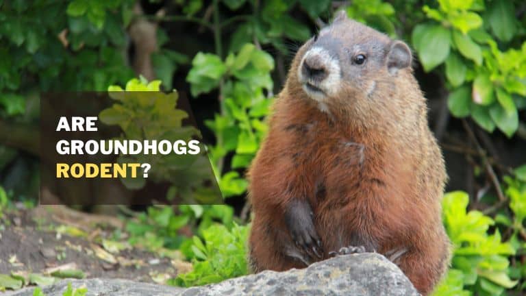 Are Groundhogs Rodents