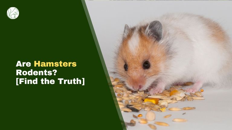 Are Hamsters Rodents - Find the Truth