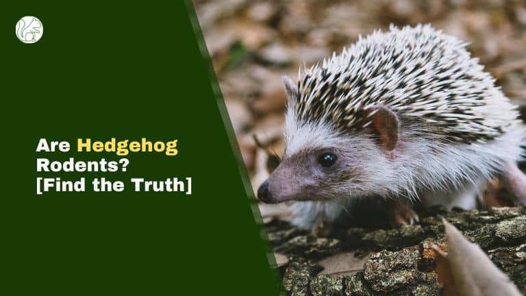 Are Hedgehog Rodents?