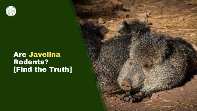 Are Javelina Rodents