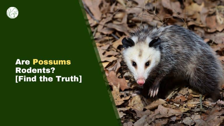 Are Possums Rodents?
