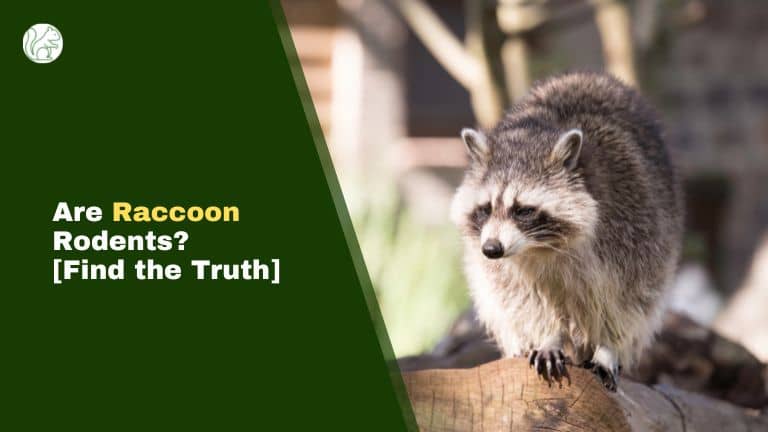 Are Raccoon Rodents