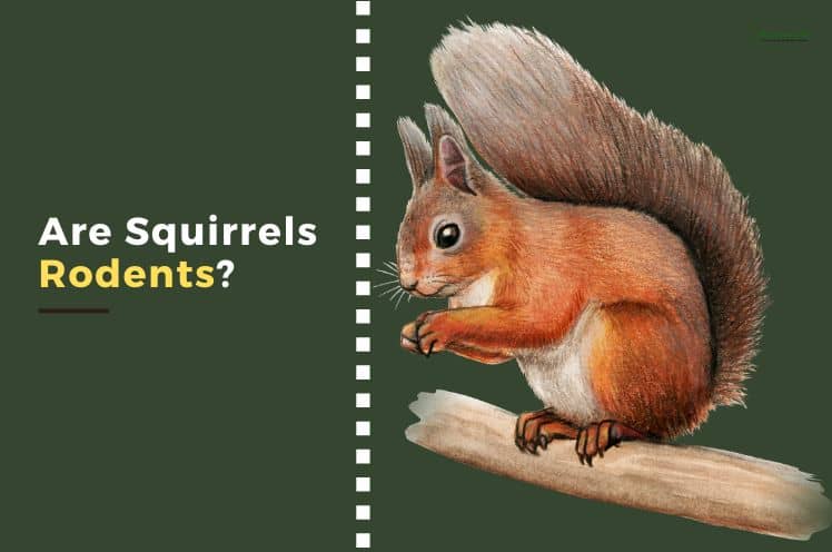 Are Squirrels Rodents? 