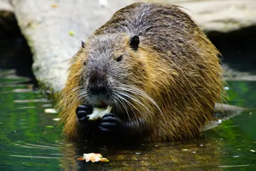 Beavers image