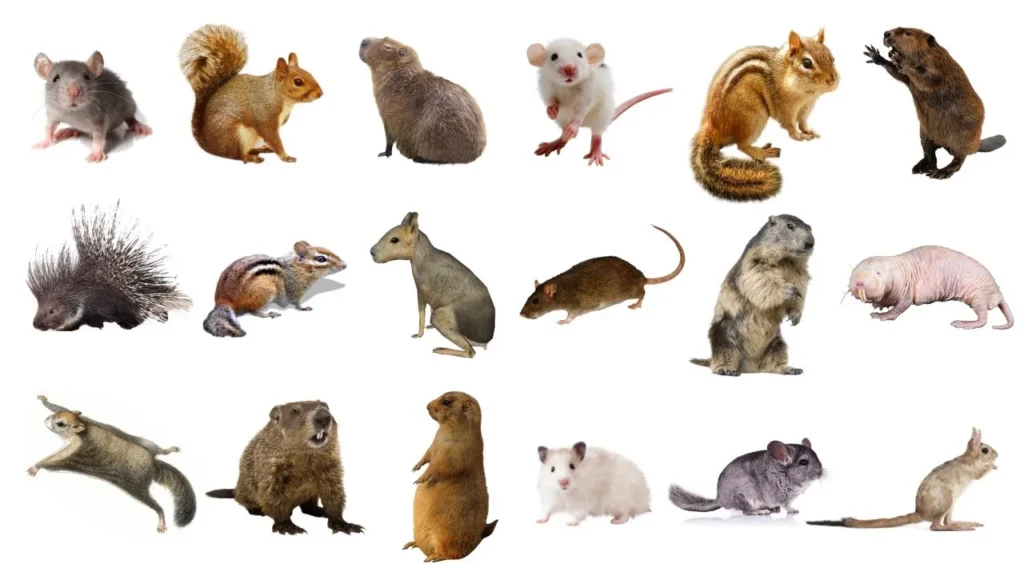 Different Types of Rodents All You Need To Know!