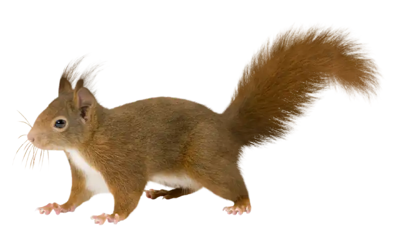 Features of a Squirrel that makes it a Rodent 