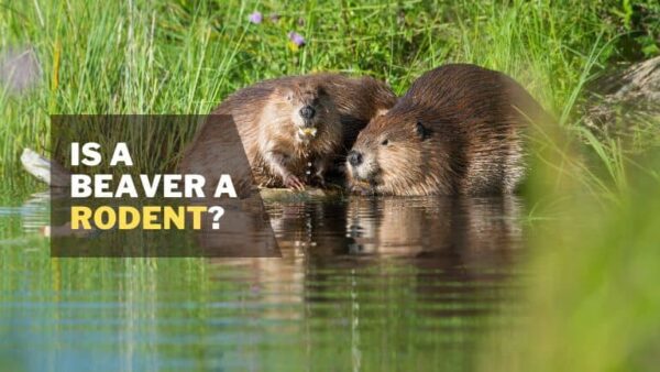 Is a Beaver a Rodent? [The Myth and the Truth Behind] - Rodents Info
