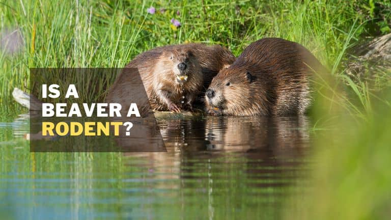 Is a Beaver a Rodent?