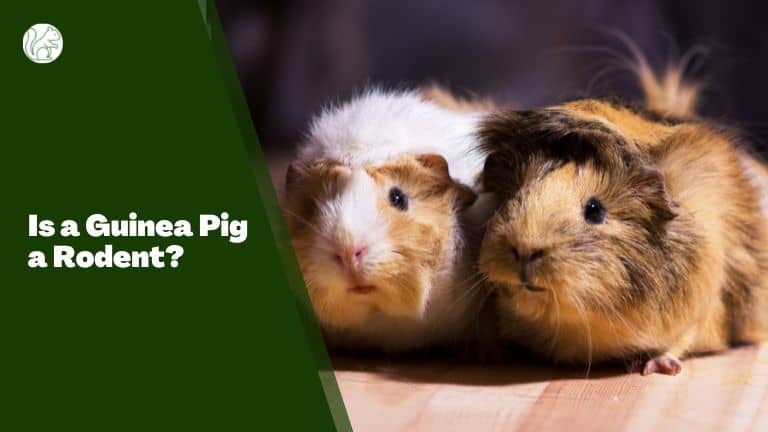 Is a Guinea Pig a Rodent?