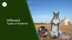 Different Types of Rodents | All You Need To Know!