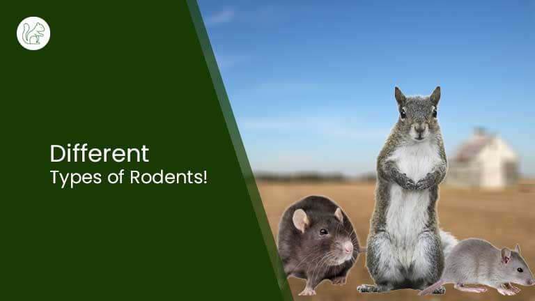 Types of Rodents!