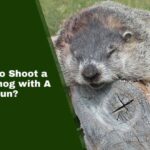 Where to Shoot a Groundhog with A Pellet Gun?