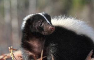 Are Skunks Rodents? [Find the Truth] - Rodents Info