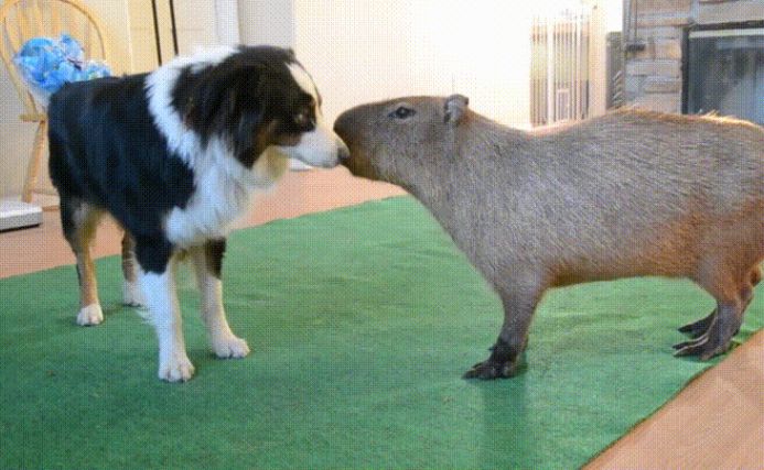 Are Capybaras Bigger Than Dogs