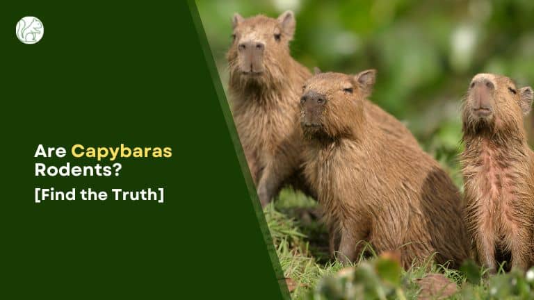 Are Capybaras
Rodents