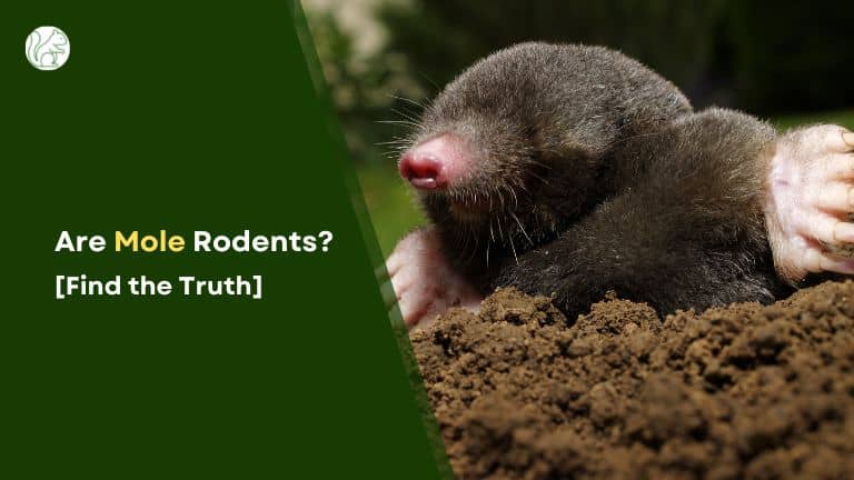 Are Mole Rodents?